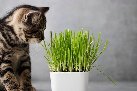 Quanto dura l'erba del gatto? L'erba del gatto va male?