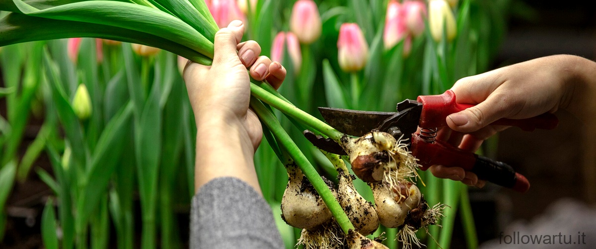Come far durare più a lungo i tulipani?