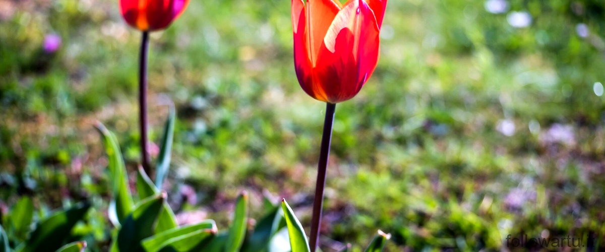 Come conservare i bulbi di tulipano: consigli utili