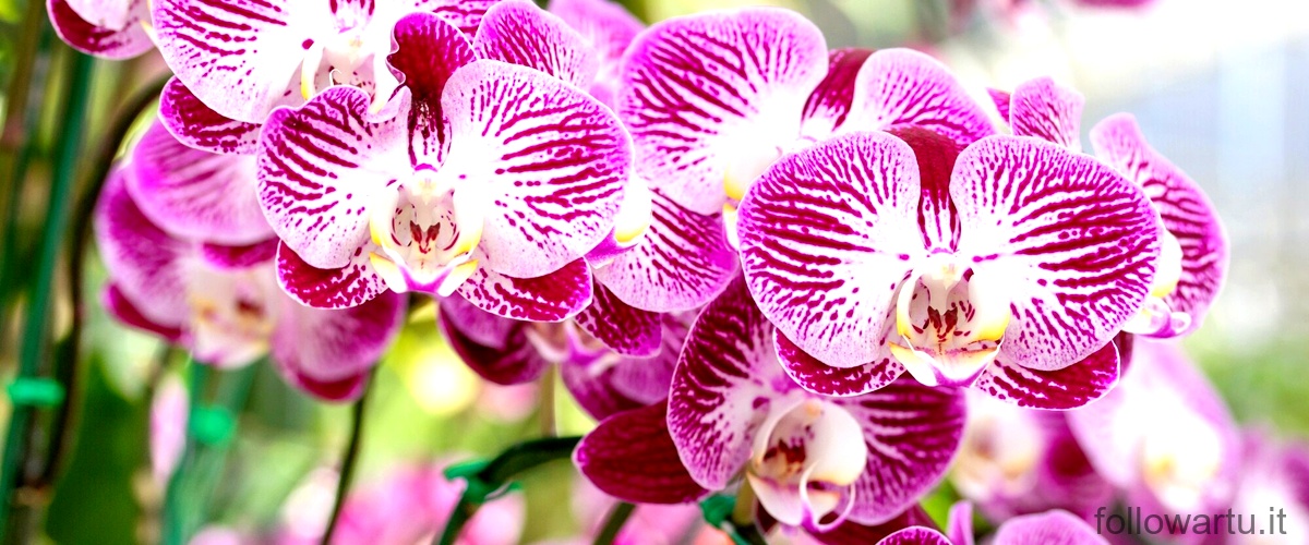 Domanda: Come tenere le orchidee in casa durante linverno?