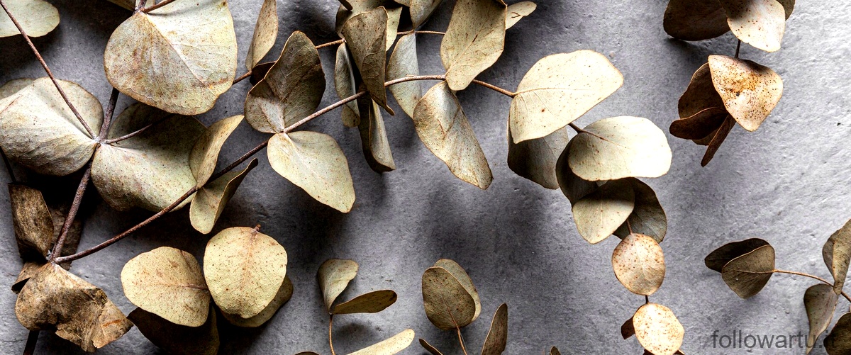 Le foglie di alloro sono basilico?