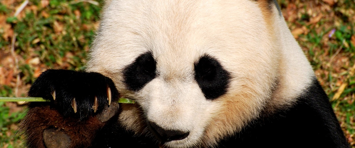 Mangeresti la carne di panda? Unindagine sulla sua presenza nel mercato