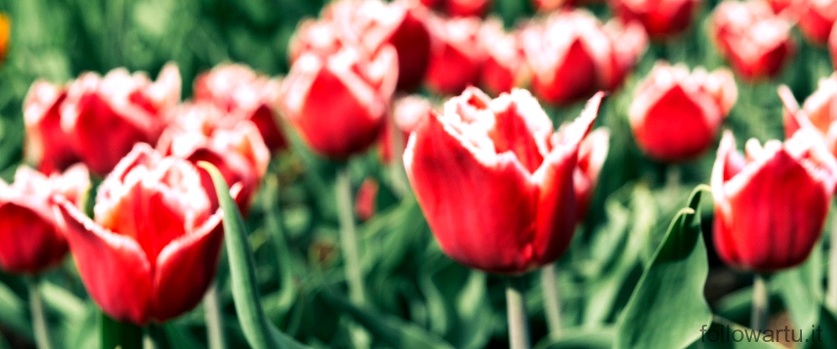 Quanto durano i tulipani recisi?